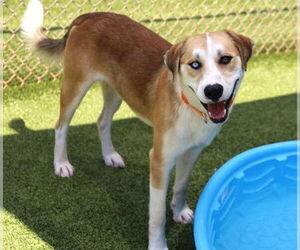 Huskies -Labrador Retriever Mix Dogs for adoption in Rockaway, NJ, USA