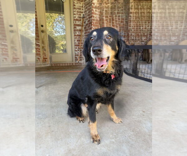 Medium Photo #3 Australian Shepherd-Unknown Mix Puppy For Sale in Boston, MA, USA