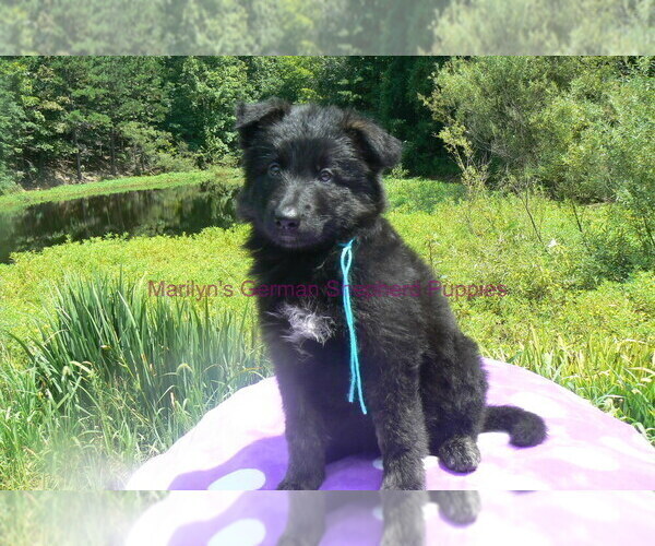 Medium Photo #3 German Shepherd Dog Puppy For Sale in PIEDMONT, MO, USA