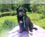 Small #2 German Shepherd Dog