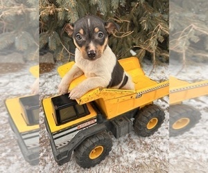 Rat Terrier Puppy for sale in MIDDLEBURY, IN, USA
