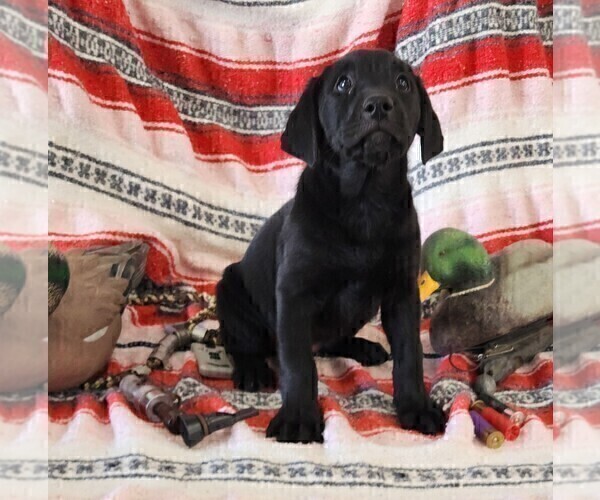 Medium Photo #8 Labrador Retriever Puppy For Sale in MERIDEN, KS, USA