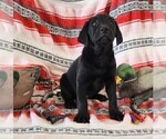 Small Photo #8 Labrador Retriever Puppy For Sale in MERIDEN, KS, USA