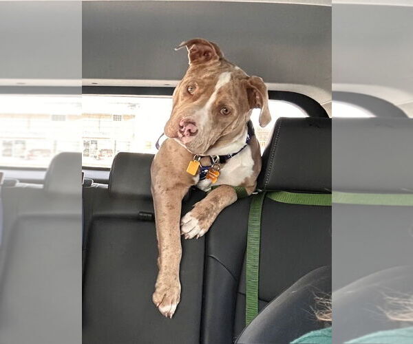 Medium Photo #8 American Bulldog Puppy For Sale in Brights Grove, Ontario, Canada