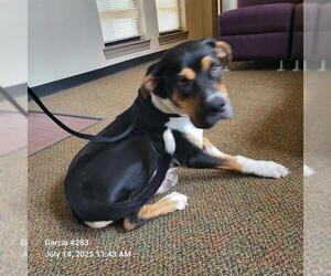 Boxer-Unknown Mix Dogs for adoption in San Antonio, TX, USA