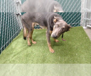 German Shepherd Dog-Unknown Mix Dogs for adoption in Downey, CA, USA