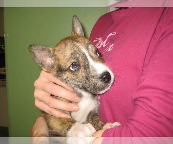 Medium Photo #2 Siberian Husky-Unknown Mix Puppy For Sale in La Porte, IN, USA