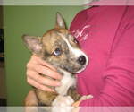 Small #1 Siberian Husky Mix