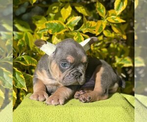 French Bulldog Puppy for sale in AGUA FRIA, NM, USA