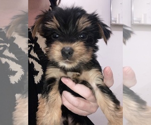 Yorkshire Terrier Puppy for sale in PARIS, TX, USA