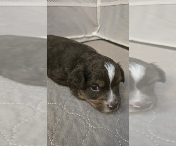 Medium Photo #8 Miniature Australian Shepherd Puppy For Sale in MOUNT JULIET, TN, USA