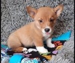 Small Photo #3 Pembroke Welsh Corgi Puppy For Sale in MANSFIELD, MO, USA