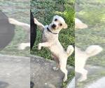 Small Shih Tzu Mix