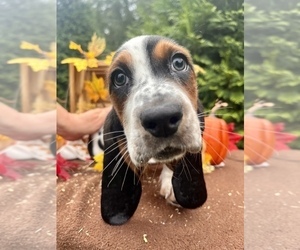 Basset Hound Puppy for sale in BAMBERG, SC, USA