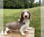 Small Photo #1 Dachshund Puppy For Sale in MIDDLEBURY, IN, USA