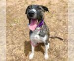 Small #1 Plott Hound Mix