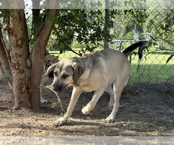 Medium Photo #3 Anatolian Shepherd-Rhodesian Ridgeback Mix Puppy For Sale in Higley, AZ, USA