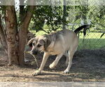 Small #2 Anatolian Shepherd-Rhodesian Ridgeback Mix