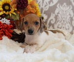 Image preview for Ad Listing. Nickname: Peanut