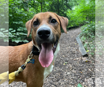 Small #5 Labrador Retriever-Retriever  Mix