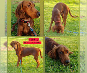 Irish Doodle Dog for Adoption in CROSSVILLE, Tennessee USA