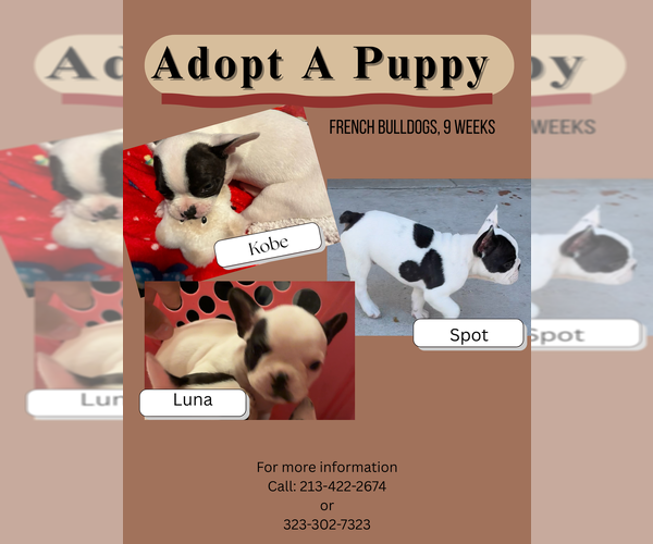 Medium Photo #1 French Bulldog Puppy For Sale in LOS ANGELES, CA, USA