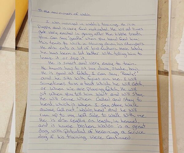 Medium Photo #4 Australian Shepherd-Chihuahua Mix Puppy For Sale in Visalia, CA, USA