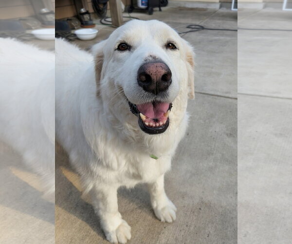 Medium Photo #3 Great Pyrenees Puppy For Sale in Spring, TX, USA