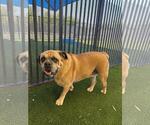 Small Photo #8 Bulldog-Unknown Mix Puppy For Sale in Rockwall, TX, USA