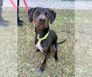 German Shorthaired Shepherd Dogs for adoption in Naples, FL, USA