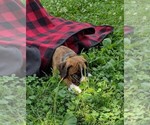 Small #1 Boxer