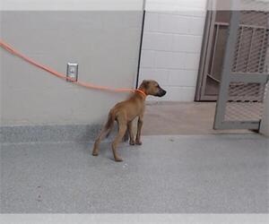 American Pit Bull Terrier-Unknown Mix Dogs for adoption in Pasadena, TX, USA