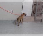 Small American Pit Bull Terrier Mix