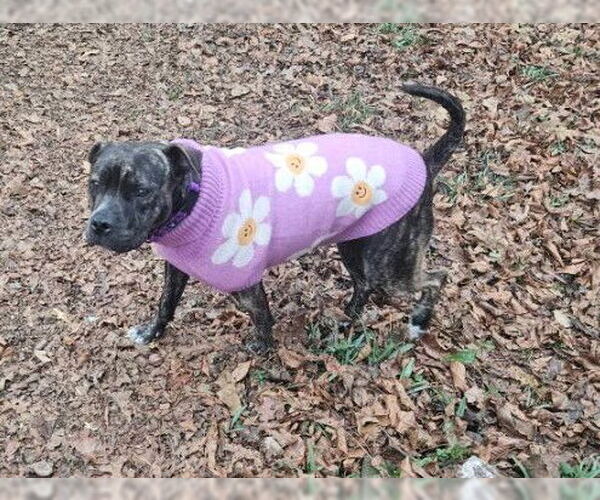 Medium Photo #6 Mutt Puppy For Sale in Sheboygan, WI, USA