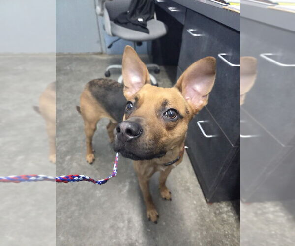 Medium Photo #2 Shepradors Puppy For Sale in Evansville, IN, USA