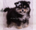 Small Photo #87 Pomeranian Puppy For Sale in WARSAW, IN, USA