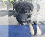 Small Photo #11 German Shepherd Dog Puppy For Sale in RUFFIN, SC, USA