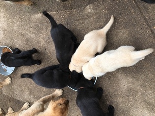 Golden Shepherd Puppy for sale in DUBUQUE, IA, USA