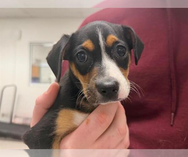 Medium Photo #1 Miniature Pinscher-Unknown Mix Puppy For Sale in Santa Rosa, CA, USA