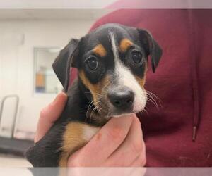 Miniature Pinscher-Unknown Mix Dogs for adoption in Santa Rosa, CA, USA