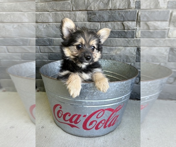 Medium Photo #4 Yoranian Puppy For Sale in MIDDLEBURY, IN, USA