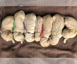 Golden Retriever Puppy for sale in SONORA, KY, USA