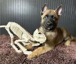 Puppy Cosmos Belgian Malinois