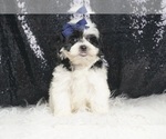 Small #1 Morkie