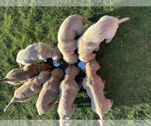 Golden Retriever Puppy for sale in ARLINGTON, WA, USA