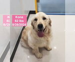 Small Golden Retriever