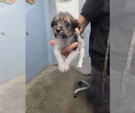 Small Mutt
