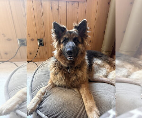 Medium Photo #2  Puppy For Sale in , 