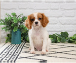 Small #1 Cavalier King Charles Spaniel