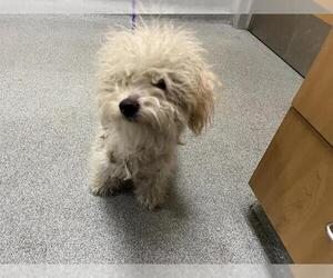 Poodle (Miniature) Dogs for adoption in Orange, CA, USA